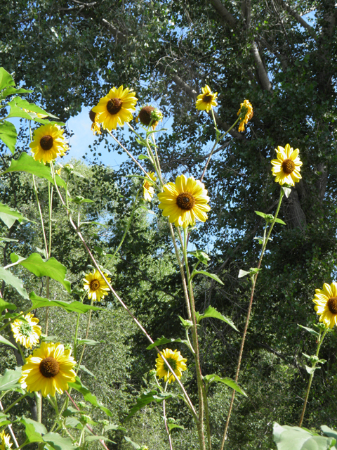 Helianthus annuus (Common sunflower) #82541