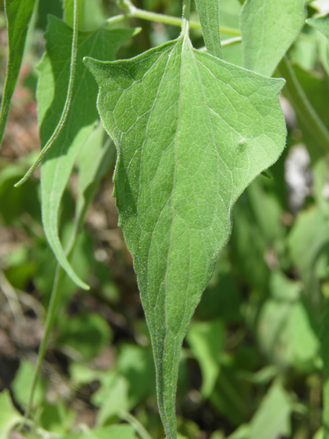 Pericome caudata (Mountain tail-leaf) #82546