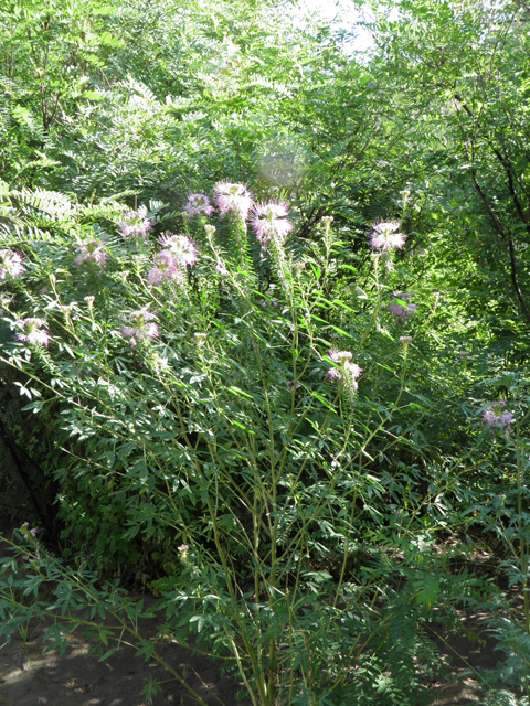 Cleome serrulata (Rocky mountain beeplant) #82583