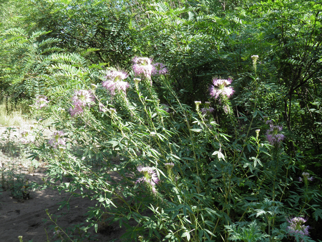 Peritoma serrulata (Rocky mountain bee-plant) #82584