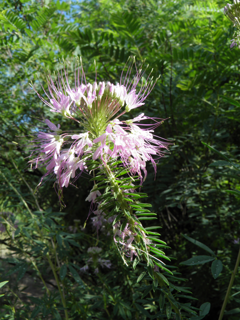 Peritoma serrulata (Rocky mountain bee-plant) #82585