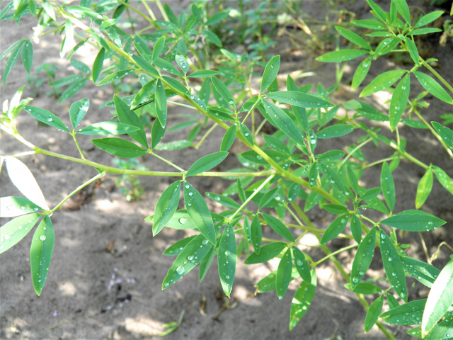 Cleome serrulata (Rocky mountain beeplant) #82587