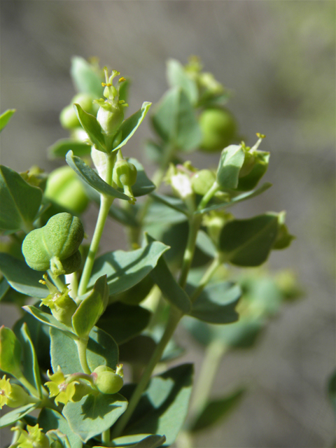 Euphorbia brachycera (Horned spurge) #82593