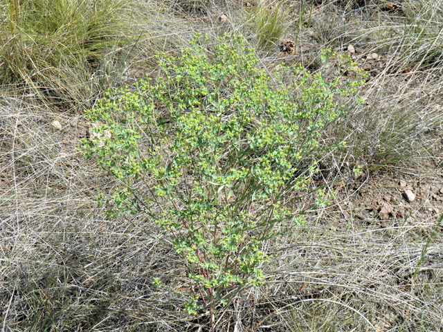 Euphorbia brachycera (Horned spurge) #82594