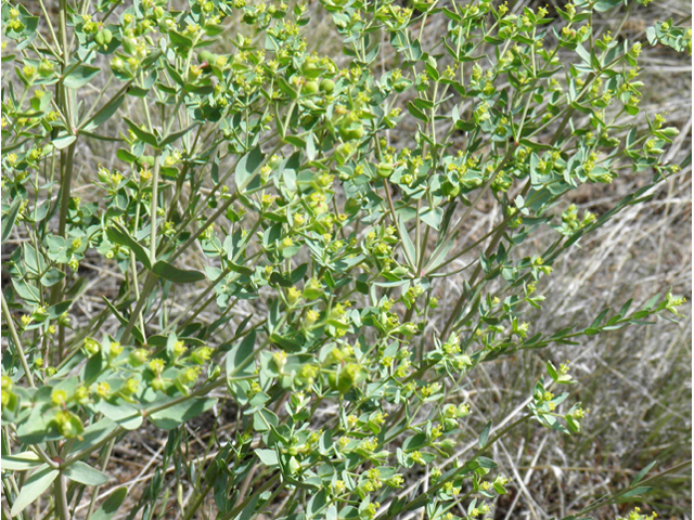 Euphorbia brachycera (Horned spurge) #82595