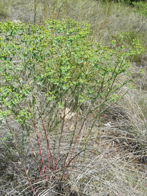 Euphorbia brachycera (Horned spurge) #82596