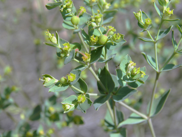 Euphorbia brachycera (Horned spurge) #82597