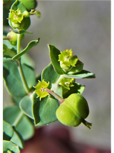 Euphorbia brachycera (Horned spurge) #82598