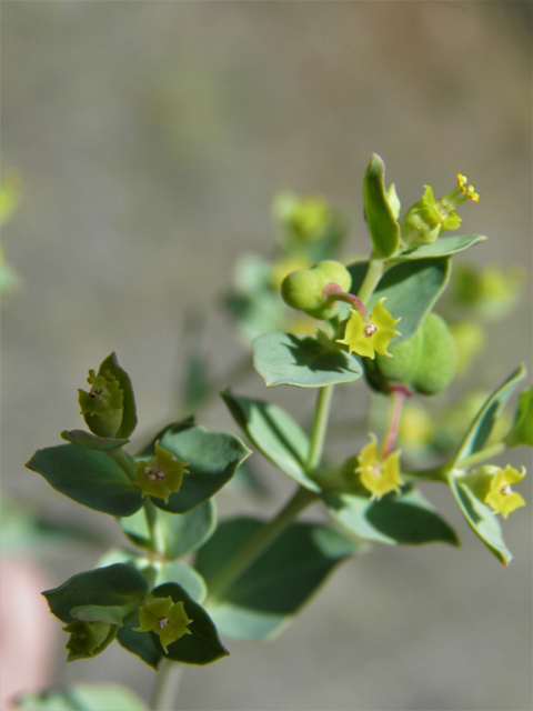 Euphorbia brachycera (Horned spurge) #82599