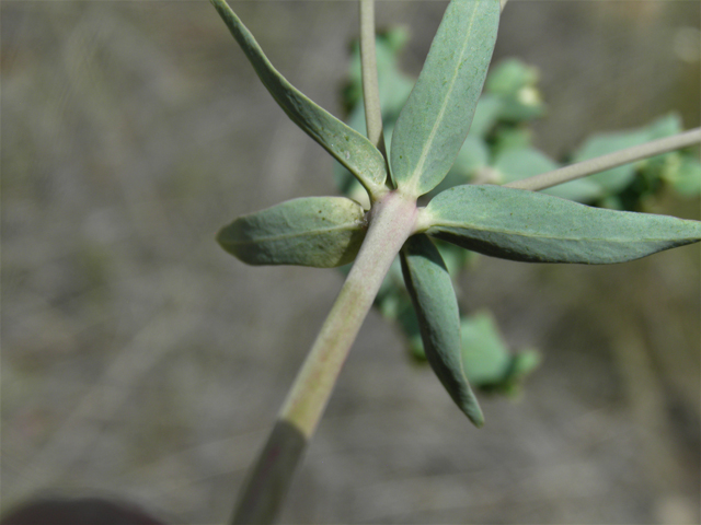 Euphorbia brachycera (Horned spurge) #82600