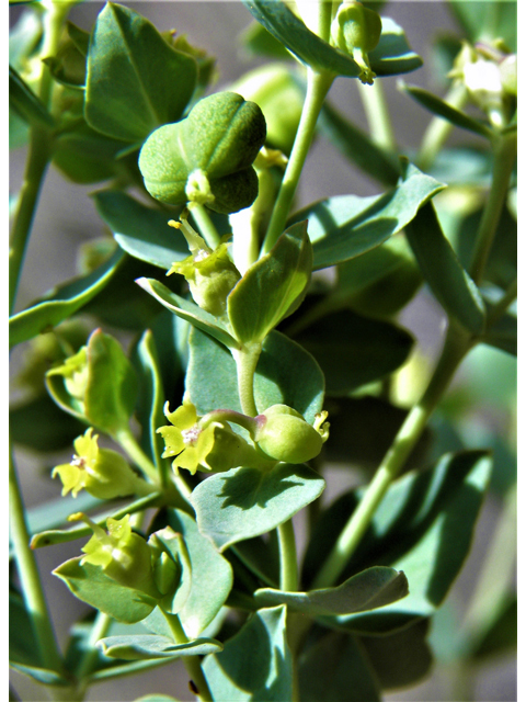 Euphorbia brachycera (Horned spurge) #82601