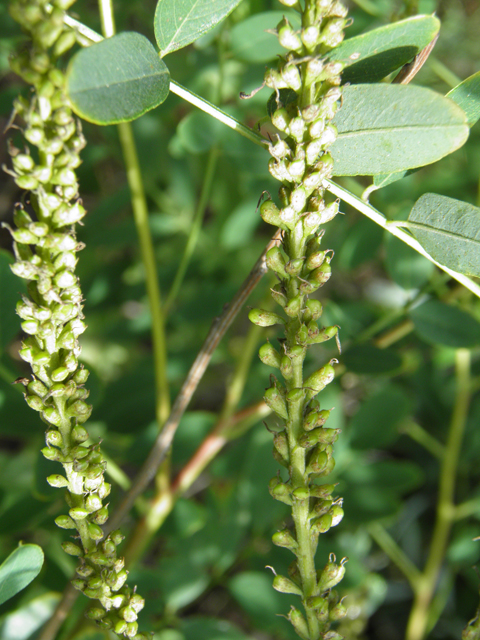 Amorpha fruticosa (Indigo bush) #82604
