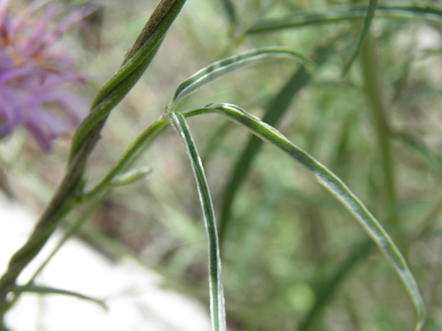 Cologania angustifolia (Longleaf cologania) #82606