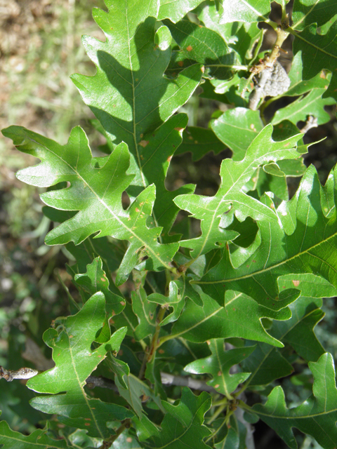 Quercus gambelii (Gambel oak) #82647