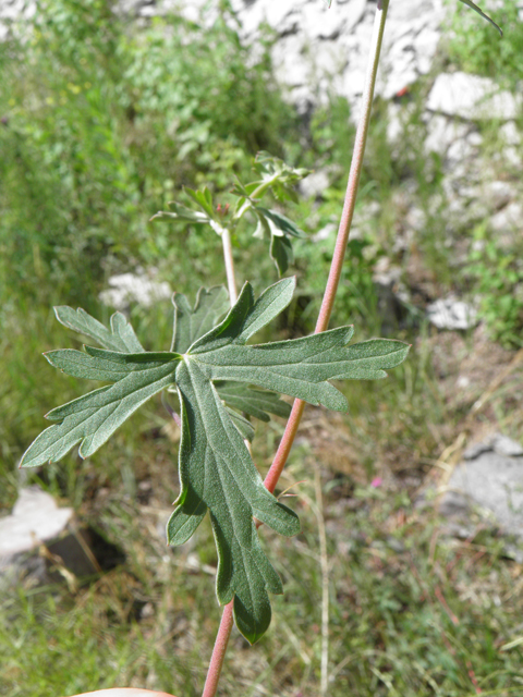 Geranium caespitosum (Pineywoods geranium) #82651