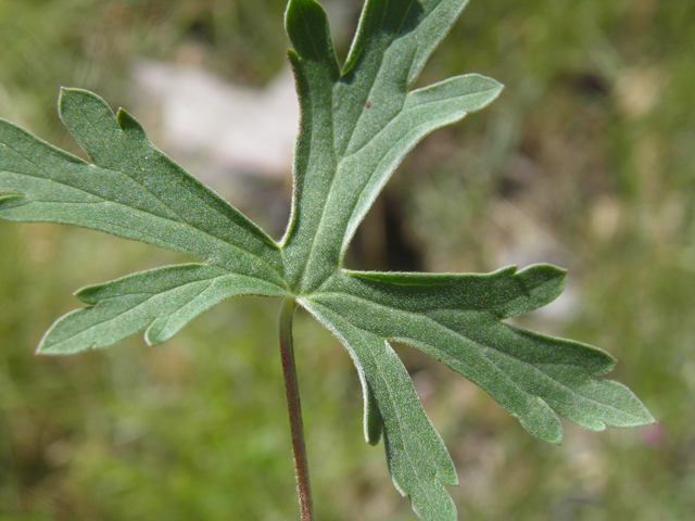 Geranium caespitosum (Pineywoods geranium) #82653
