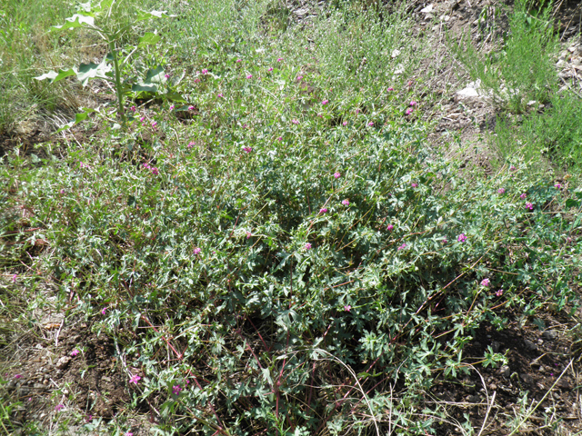 Geranium caespitosum (Pineywoods geranium) #82654