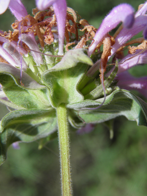 Monarda fistulosa var. menthifolia (Mintleaf bergamot) #82667