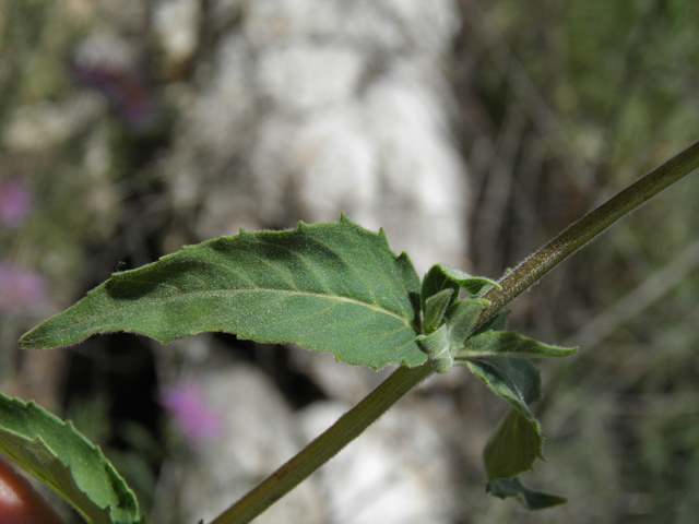 Monarda fistulosa var. menthifolia (Mintleaf bergamot) #82669