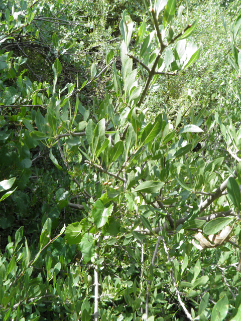 Forestiera pubescens (Elbow bush) #82682