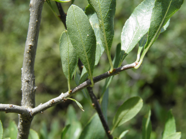 Forestiera pubescens (Elbow bush) #82684