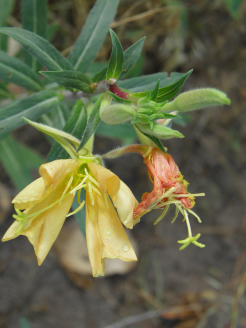 Oenothera elata (Hooker's evening-primrose) #82687