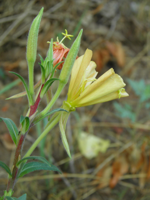 Oenothera elata (Hooker's evening-primrose) #82688