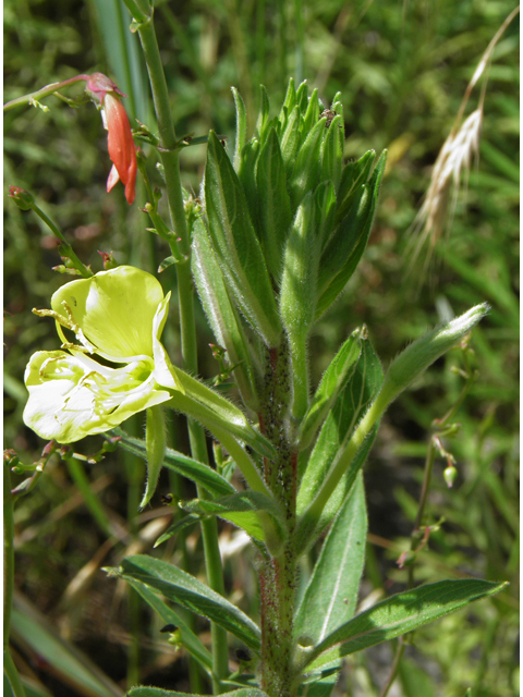 Oenothera elata (Hooker's evening-primrose) #82690