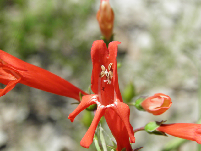 Penstemon barbatus (Scarlet bugler) #82701