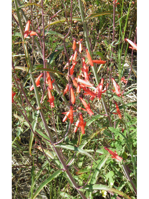 Penstemon barbatus (Scarlet bugler) #82704
