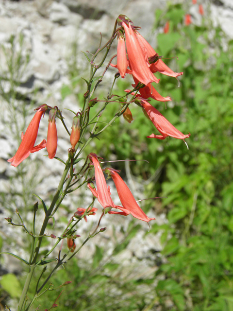 Penstemon barbatus (Scarlet bugler) #82706