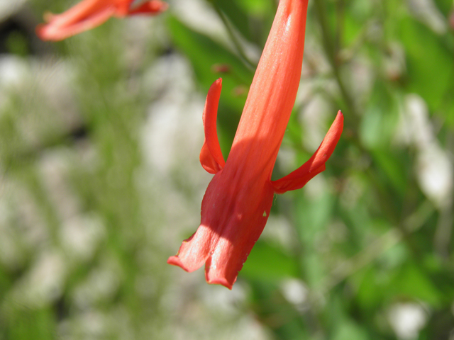 Penstemon barbatus (Scarlet bugler) #82707