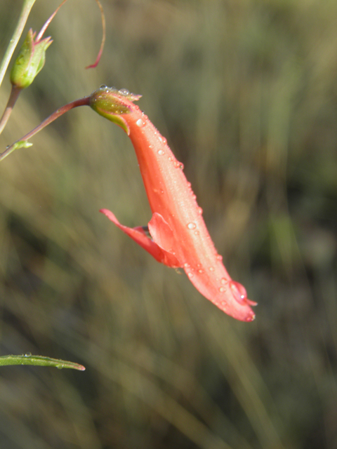 Penstemon barbatus (Scarlet bugler) #82717