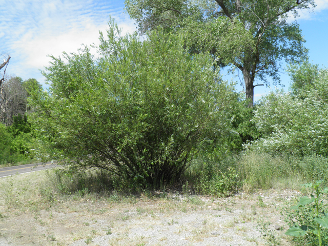 Salix bonplandiana (Bonpland willow) #82747
