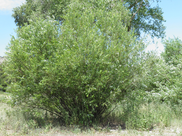 Salix bonplandiana (Bonpland willow) #82748