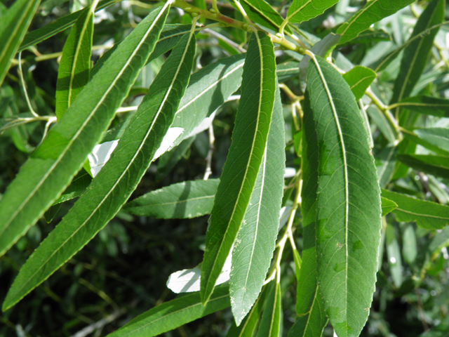 Salix bonplandiana (Bonpland willow) #82752