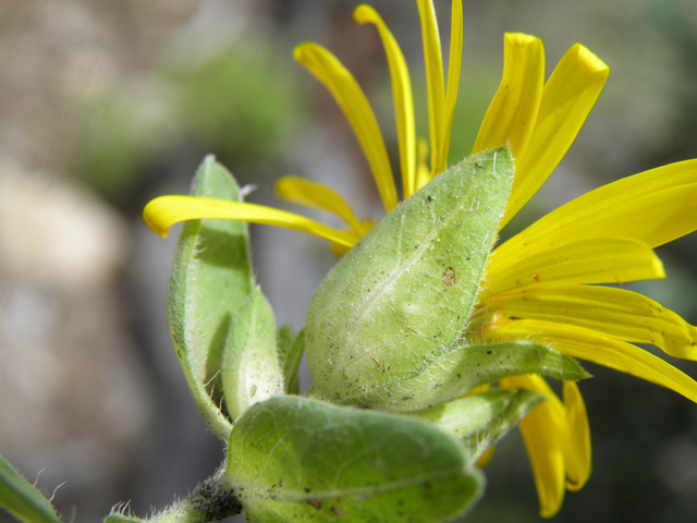 Heterotheca fulcrata var. amplifolia (Rockyscree false goldenaster) #82803