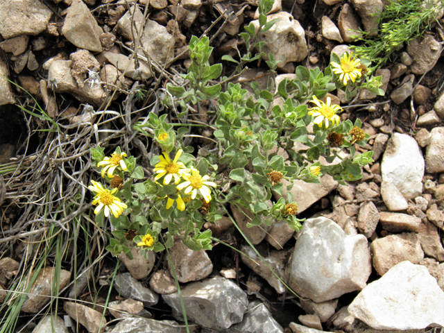 Heterotheca fulcrata var. amplifolia (Rockyscree false goldenaster) #82812