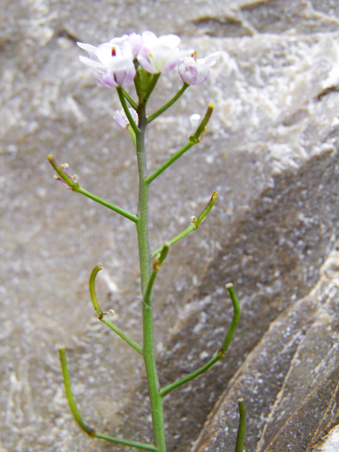 Thelypodiopsis vaseyi (Las vegas tumblemustard) #82869