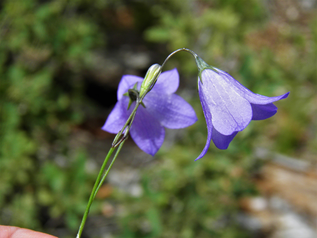 Campanula rotundifolia (Bluebell bellflower) #82871