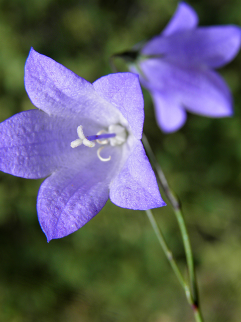 Campanula rotundifolia (Bluebell bellflower) #82872