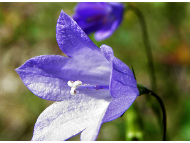 Campanula rotundifolia (Bluebell bellflower) #82873