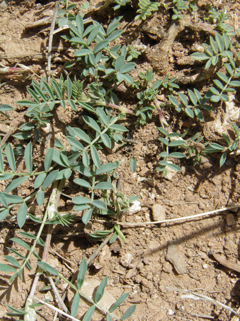 Astragalus humistratus var. humistratus (Groundcover milkvetch) #82879