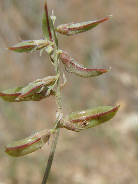 Astragalus humistratus var. humistratus (Groundcover milkvetch) #82880