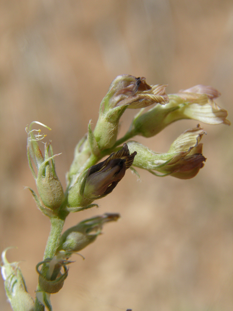 Astragalus humistratus var. humistratus (Groundcover milkvetch) #82881