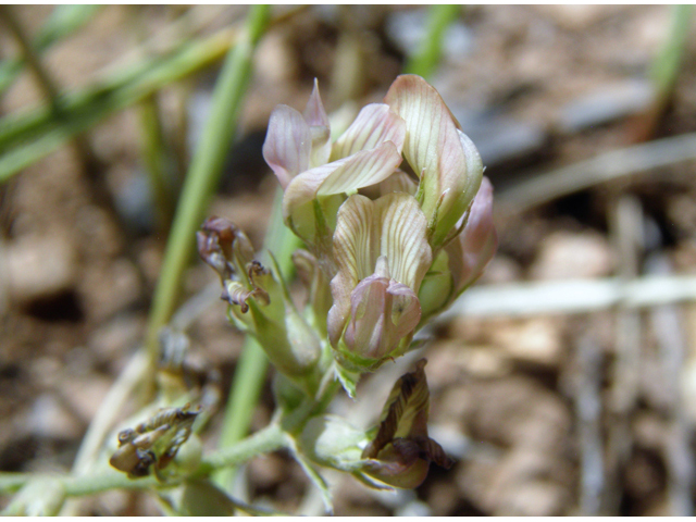 Astragalus humistratus var. humistratus (Groundcover milkvetch) #82882