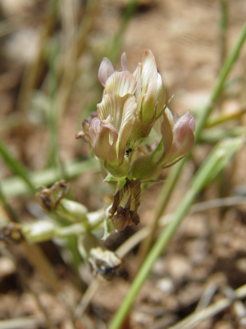 Astragalus humistratus var. humistratus (Groundcover milkvetch) #82883