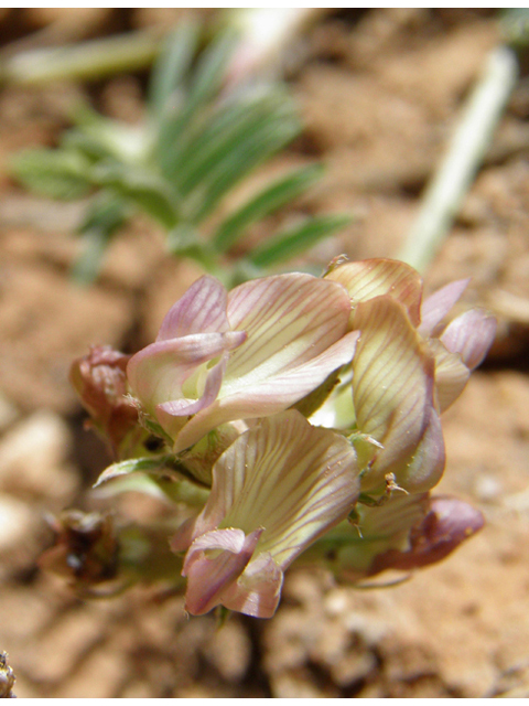 Astragalus humistratus var. humistratus (Groundcover milkvetch) #82884