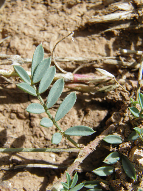 Astragalus humistratus var. humistratus (Groundcover milkvetch) #82885