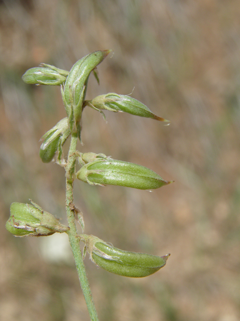 Astragalus humistratus var. humistratus (Groundcover milkvetch) #82886
